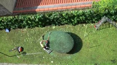 Bahçıvanlık işi, tanınmayan adam çit düzelticiyle çiti keser. Havadan görünüm. Ses ile.