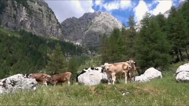 農場の牛は山の緑の斜面で放牧します エコロジカルとフォトツーリズムの概念 — ストック動画