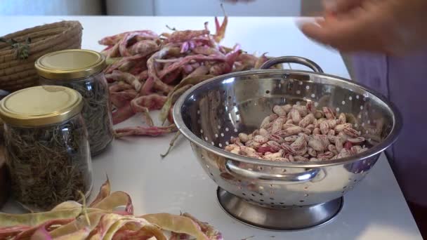 Human Hands Shelling Fresh Raw Red Kidney Bean Pods Table — Stock Video
