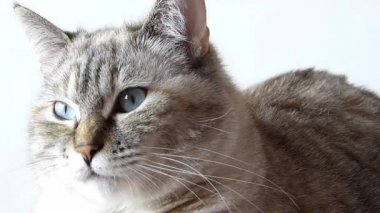 Avrupa kedisinin yakın çekim. Tabby yarışı
