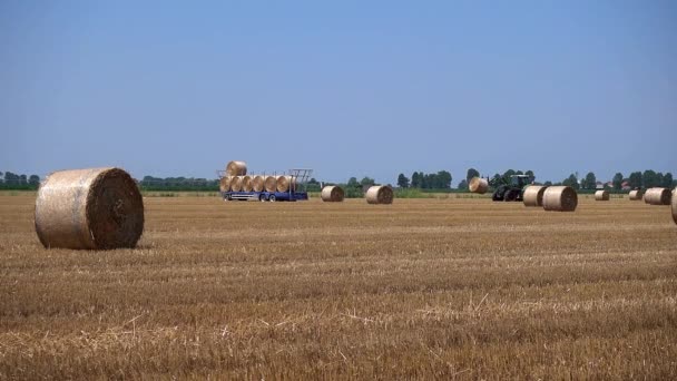 農業シーン トラクターはトレーラーに干し草のベールをロードします — ストック動画