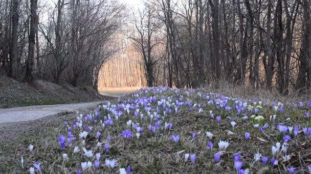 Ciclista Equitação País Estrada Através Floresta Primavera — Vídeo de Stock