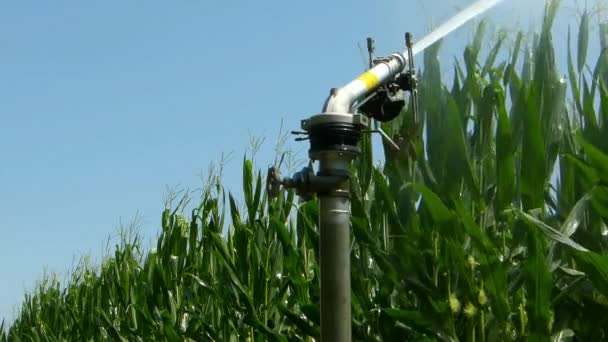 Sprinkler Voor Irrigatie Bedrijf — Stockvideo