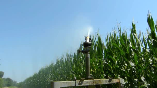 Sprinkler Voor Irrigatie Bedrijf — Stockvideo