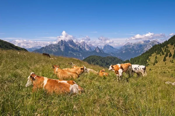 Petit Troupeau Vaches Paissant Dans Pâturage Montagne Alpes Italie — Photo