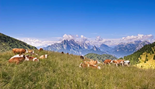 Petit Troupeau Vaches Paissant Dans Pâturage Montagne Alpes Italie — Photo