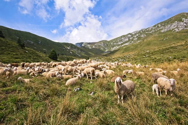 Hayvancılık Çiftliği Mountais Koyun Sürüsü - Stok İmaj
