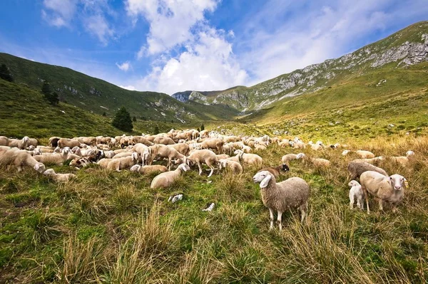 Boskaps Gård Fårflock Mountais Stockfoto