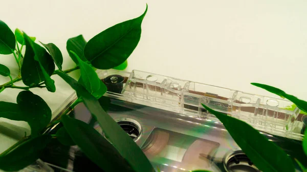 Music cassette on a white background in green leaves of ficus. The concept of music and celebration. Musical works on a retro cassette. Place for text. Selective focus.