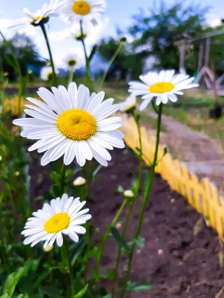 Flowering of daisies. Oxeye daisy, Leucanthemum vulgare, Daisies, Dox-eye, Common daisy, Dog daisy, Moon daisy. Gardening concept. Sunny summer day. Vertical photo. — Stock Photo, Image