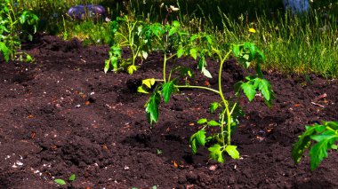 Yerdeki bir yatakta kırmızı domates tohumu duruyor. Bahar ekimi sebzeler. Bahçede çalışıyorum. Ürün yetiştiriyorum.