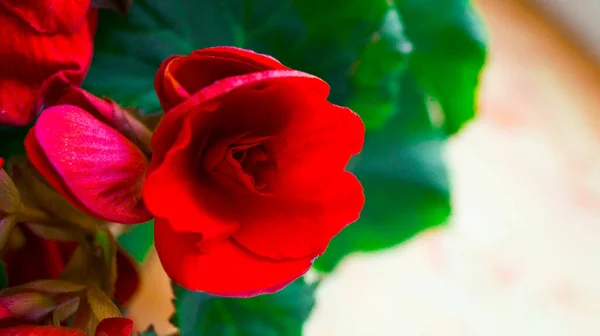 Knospe roter Begonien mit grünen Blättern. Topfpflanze. Heimatblume. Garten- und Innenraumkonzept. Selektiver Fokus. — Stockfoto