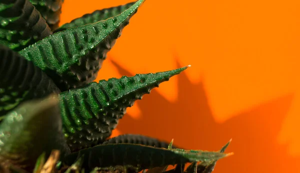 Succulent closeup on orange background. Sharp solid green leaves. Flowers in the interior. The concept of minimalism. Background for the site.