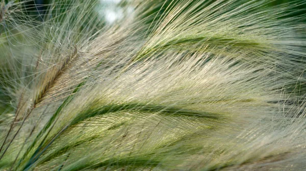 Grão de cevada é usado para farinha, pão de cevada, cerveja de cevada, alguns uísques, alguns vodkas, e forragem animal. Cresce como uma erva daninha junto ao lago. Cevada de juba close-up . Imagem De Stock