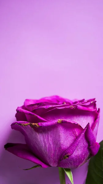 Ein Teil eines Flieders stieg vor hellem Hintergrund auf. Rosenblütenblatt trocknen. Schöne große Knospe. Verwendung für Postkarten. Platz für Ihren Text. Selektiver Fokus. — Stockfoto