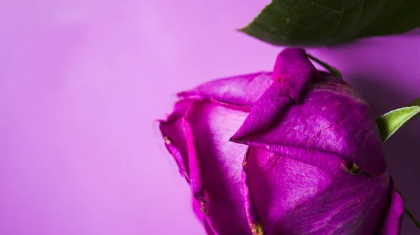 Ein Teil eines Flieders stieg vor hellem Hintergrund auf. Rosenblütenblatt trocknen. Schöne große Knospe. Verwendung für Postkarten. Platz für Ihren Text. Selektiver Fokus. — Stockfoto