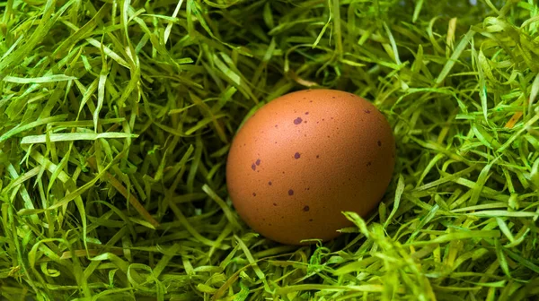 Ovo de galinhas marrons com lugares na grama verde. Um ovo cru. Pequeno-almoço na quinta. Um ovo invulgar. Lugar para o seu texto. Fotografias De Stock Royalty-Free