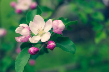 Büyük pembe elma ağacı çiçekleri. Fotoğrafı kapat.