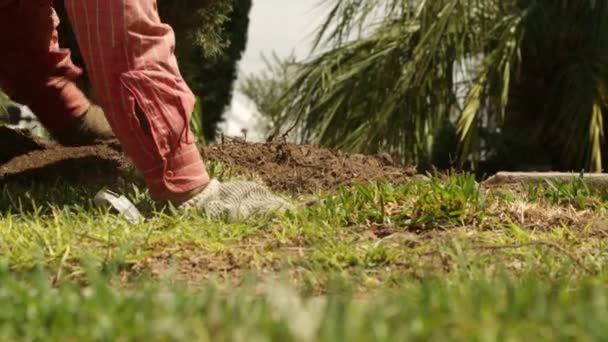 Tuinman Bereiding Land Placing Grass — Stockvideo