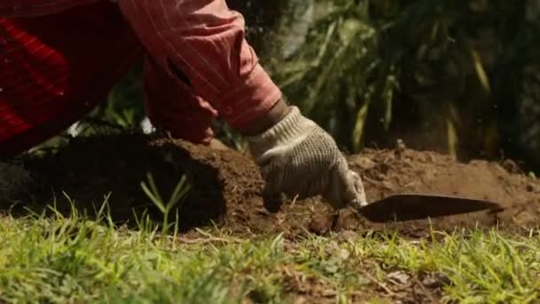 Gardener Preparing Land Placing Grass — Stock Video