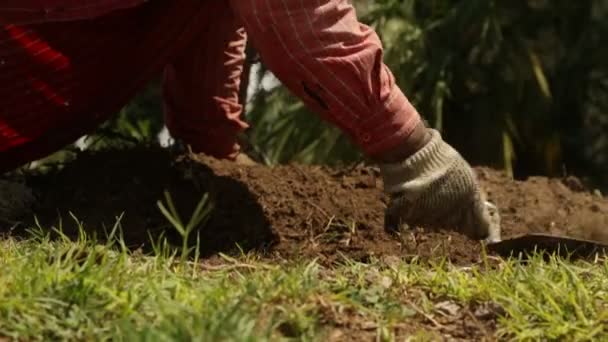 Tuinman Bereiding Land Placing Grass — Stockvideo