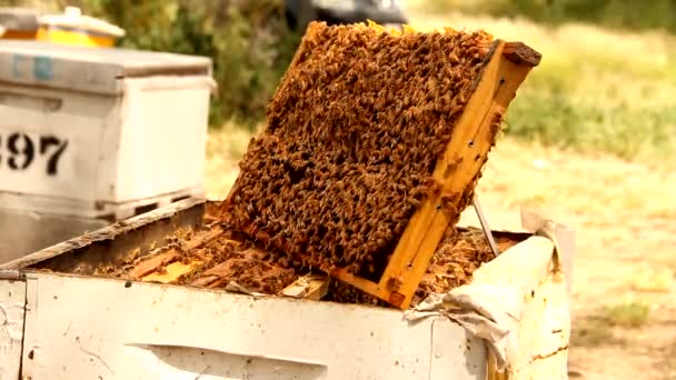 Close Van Werkbijen Die Werken Aan Honingraat Bijenteelt Bijenpanel — Stockvideo