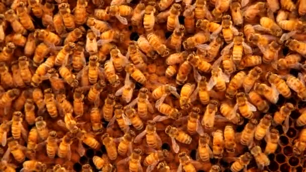 Close Worker Bees Working Honeycomb — Stock Video