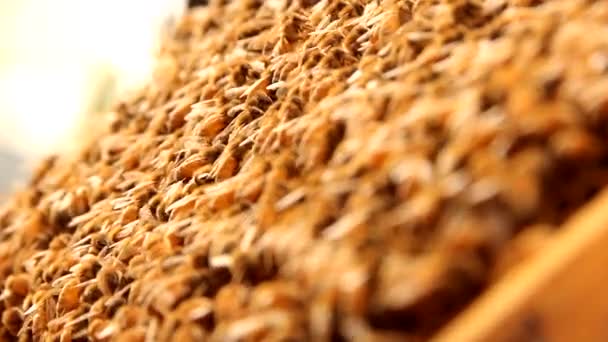 Κλείσιμο Των Μελισσών Εργαζομένων Που Εργάζονται Κηρήθρα — Αρχείο Βίντεο