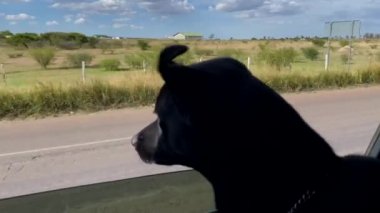 Siyah köpek arabanın camından sarkıyor.