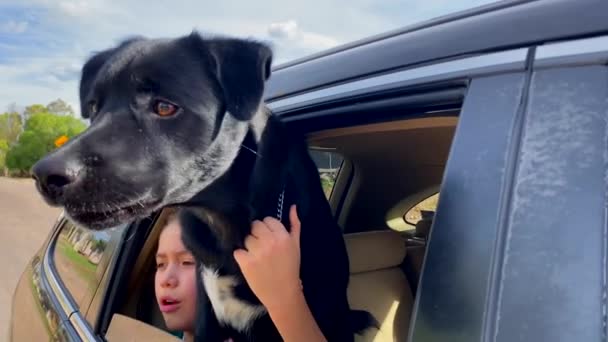 Anjing Hitam Bersandar Luar Jendela Mobil — Stok Video
