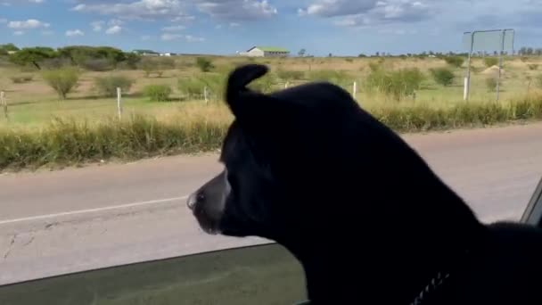 Zwarte Hond Leunend Uit Het Autoraam — Stockvideo