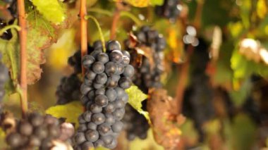 Kadın şarap için üzüm kesip biçiyor.