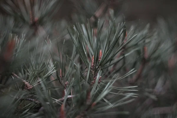 Christmas tree background. Evergreen Plant Closeup. spring young cones on pine — Stock Photo, Image