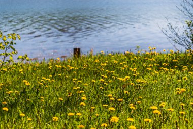 Çimlerde açan karahindibalar 