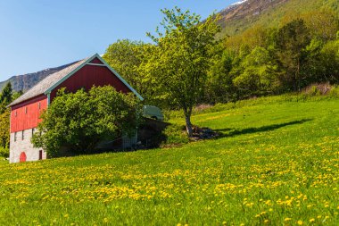 Norveç köyünün manzaralı şirin evi ve karahindibaları.