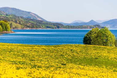 Norveç manzarası manzaralı bir yer. Çiçekli karahindibalar  