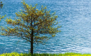 İlkbaharda çayırdaki ağaç 