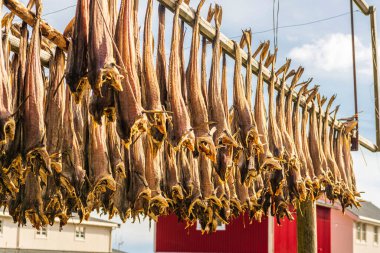 Lofoten adalarında balık kurutmanın geleneksel yolu
