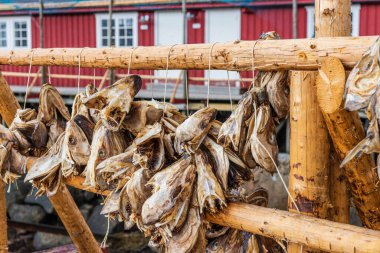Lofoten adalarında balık kurutmanın geleneksel yolu