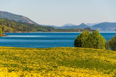 Norveç manzarası manzaralı bir yer. Çiçekli karahindibalar  