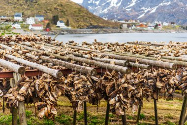 Lofoten adalarında balık kurutmanın geleneksel yolu