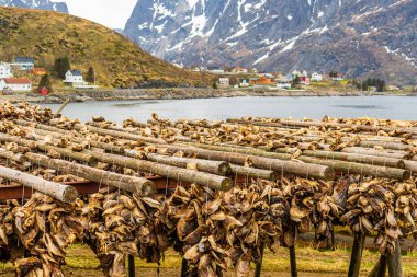 Lofoten adalarında balık kurutmanın geleneksel yolu