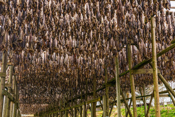 Traditional way of drying stock fish on Lofoten islands