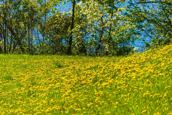 Scenic View Norwegian Landscape Blooming Dandelions — Stock Photo, Image