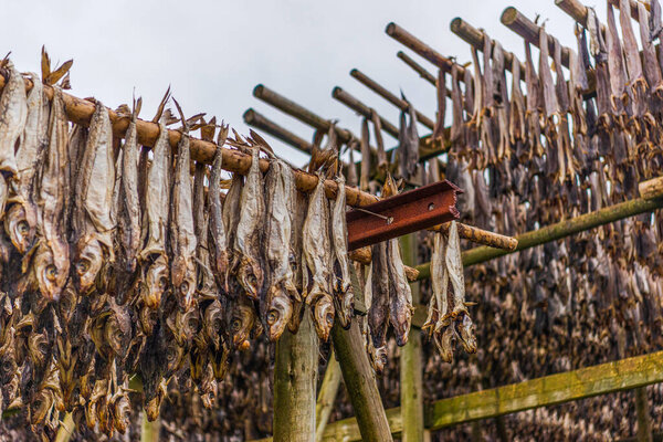 Traditional way of drying stock fish on Lofoten islands