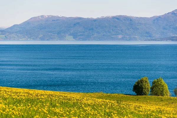 Norveç manzarası manzaralı bir yer. Çiçekli karahindibalar  