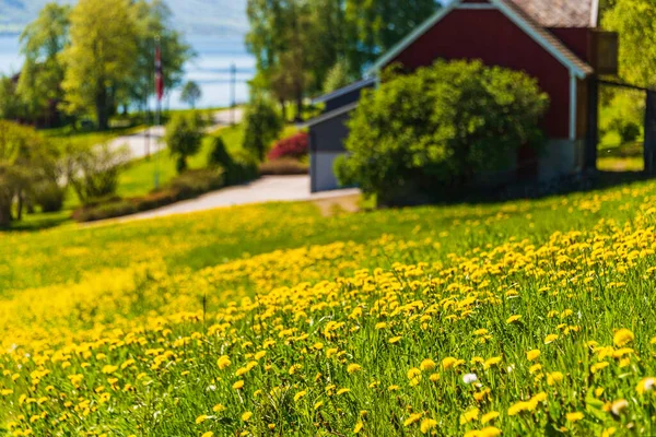 Norveç köyünün manzaralı şirin evi ve karahindibaları.