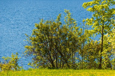 Norveç manzarası manzaralı bir yer. Çiçekli karahindibalar  