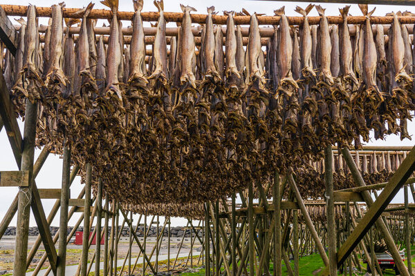 Traditional way of drying stock fish on Lofoten islands