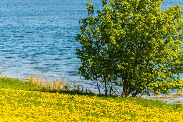Norveç manzarası manzaralı bir yer. Çiçekli karahindibalar  